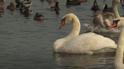Лебідь, якого знайшли виснаженим на пляжі Одеси, повернувся в дику природу