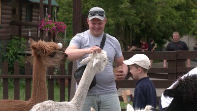 Альпаки на екофермі