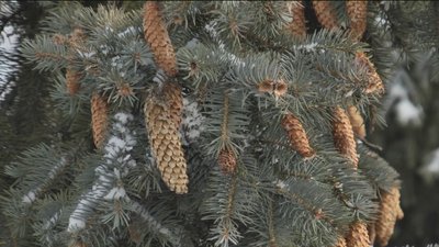 Вінницькі лісівники заготовляють насіння хвойних порід Вінницькі лісівники заготовляють насіння хвойних порід