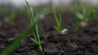 На Сумщині 29 березня зафіксували температурний рекорд +20,9 °C