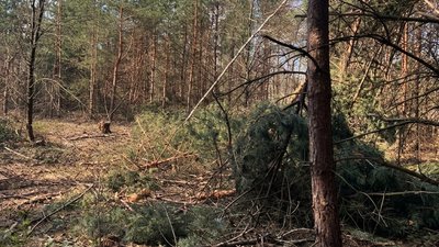 Порубка дерев, екологічна інспекція