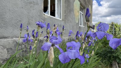 Квіти півники у Донецькій області