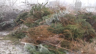У Хмельницькому новорічні дерева дрібнять на щепу