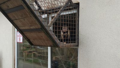 "Тварини налякані": Луцький зоопарк прихистив півсотні приматів з Київщини "Тварини налякані": Луцький зоопарк прихистив півсотні приматів з Київщини