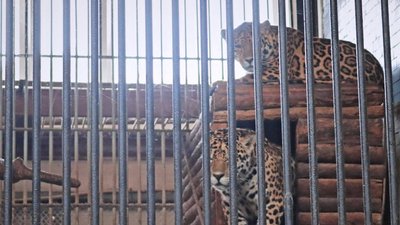 У Миколаївському зоопарку шість великих кішок святкують День ягуара У Миколаївському зоопарку шість великих кішок святкують День ягуара