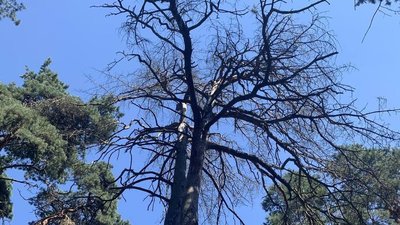 У Гідропарку Житомира планують зрізати 64 дерева