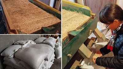На Кіровоградщині зібрали врожай гречки. Яку ціну пропонують аграріям та у крамницях На Кіровоградщині зібрали врожай гречки. Яку ціну пропонують аграріям та у крамницях