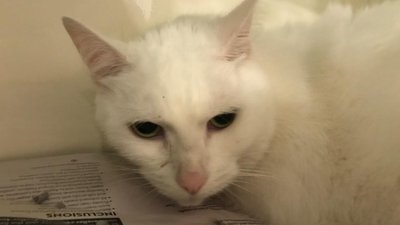 Кота виставили з рейсу в Новій Зеландії, бо з ним літак важив більше допустимого