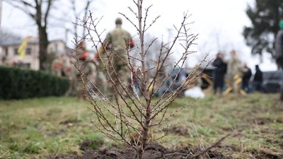 Дерево у сквері Дерево у сквері
