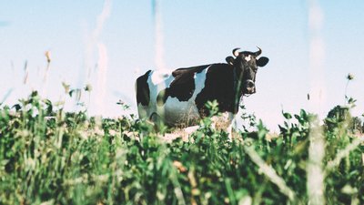 25 українських підприємств отримали дозвіл на експорт молока до ЄС