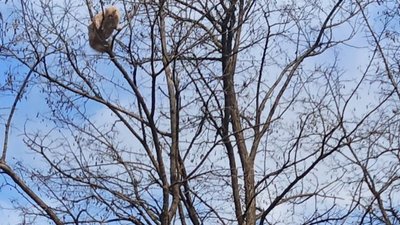 Котик заліз не високе дерево