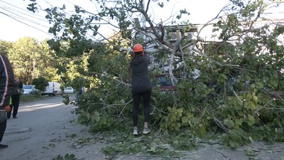 У Харкові тополя впала на припарковані авто У Харкові тополя впала на припарковані авто