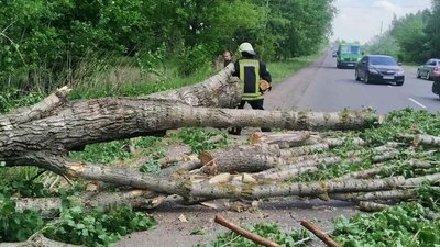 Повалені дерева: на Волині ліквідовують наслідки негоди Повалені дерева: на Волині ліквідовують наслідки негоди