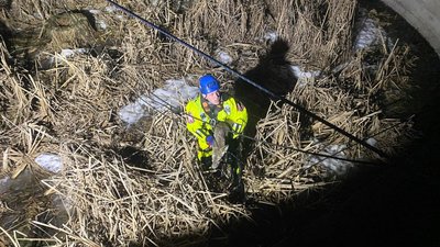 Впала косуля у колодязь неексплуатуючого відстійника