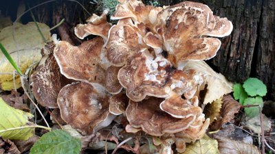 Гриби Grifola frondosa