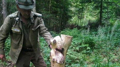 Єгерські служби держлісгоспів Прикарпаття заготовляють кормову базу для диких тварин