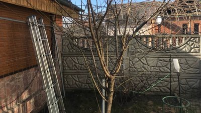 природа, екологія, обрізка, дерево, сад, плодові дерева, садівник природа, екологія, обрізка, дерево, сад, плодові дерева, садівник