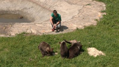 У львівський притулок "Домажир" привезли трьох ведмежат У львівський притулок "Домажир" привезли трьох ведмежат