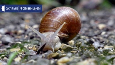 В селі Оситняжка Кропивницького району працює єдина в області равликова ферма
