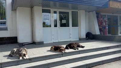 Сусідство з безхатькою: працівники рівненської аптеки нарікають на антисанітарію поряд із закладом Сусідство з безхатькою: працівники рівненської аптеки нарікають на антисанітарію поряд із закладом
