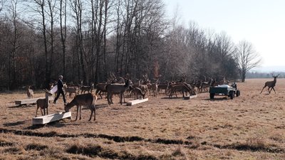 Збільшують популяцію тварин у природі. У Чернівецькій області випустили на волю дев'ять оленів