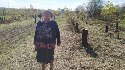 У Лозуватці на Кіровоградщині вирубали 100 дубів. Хто це зробив і чи законною була вирубка дерев У Лозуватці на Кіровоградщині вирубали 100 дубів. Хто це зробив і чи законною була вирубка дерев