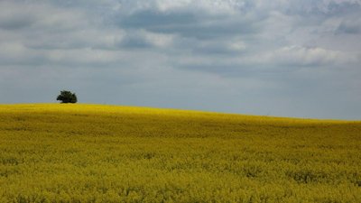 На Запоріжжі повернули в комунальну власність 37 га землі заказника "Балка Садова" вартістю майже півмільярда грн