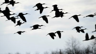 Зграя коровайок на Тилігульському лимані, травень 2023 року Зграя коровайок на Тилігульському лимані, травень 2023 року