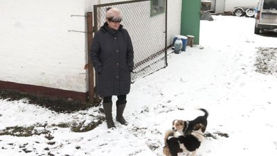 В одному з районів Черкащини — нашестя лисиць В одному з районів Черкащини — нашестя лисиць