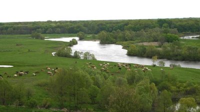 Мертва риба у Сеймі