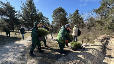 На Трухановому острові в Києві заліснили 0,4 га території, висадили 3 тис. сіянців сосни