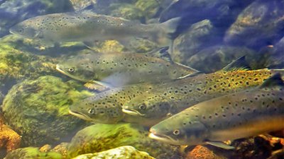 З 10 жовтня у водоймах Прикарпаття - нерест форелі