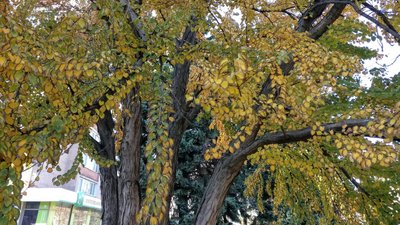 В сквері Юність росте "пряникове дерево"