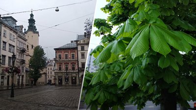 Дощ у Львові. Факти та вигадки Дощ у Львові. Факти та вигадки