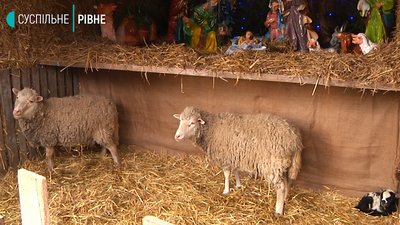 Пастушки з ягнятком: на подвір'ї рівненського храму облаштували вертеп зі справжніми вівцями
