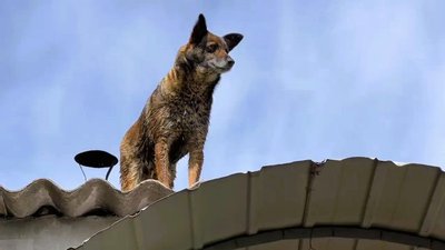 Випробування водою. Як минув тиждень для миколаївців та херсонців після підриву Каховської ГЕС. Фото