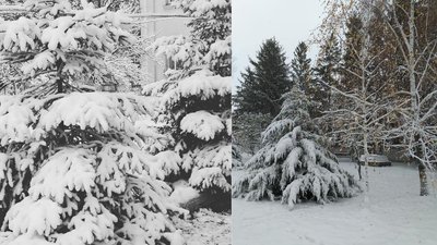 Перший сніг на Одещині Перший сніг на Одещині