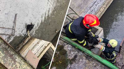 На Черкащині врятували трьох собак, які впали у стічну яму