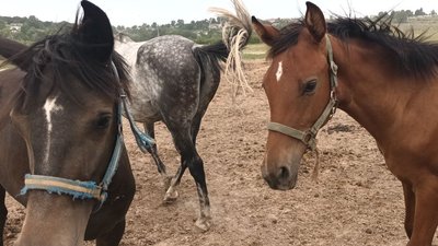 коні, які перемагають на змаганнях коні, які перемагають на змаганнях