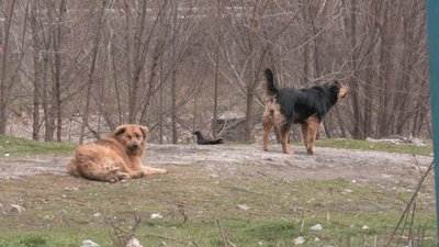 В одному з районів Запоріжжі зграя собак напала на людину