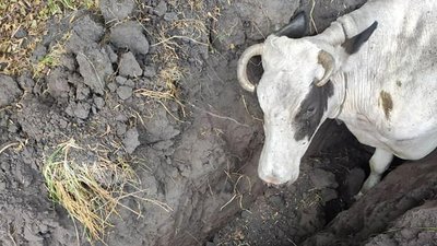 Лопата та пожежні рукави: на Харківщині рятувальники витягли з ями корову Лопата та пожежні рукави: на Харківщині рятувальники витягли з ями корову