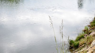 Річка Верке забруднена: на Закарпатті розпочали перевірку