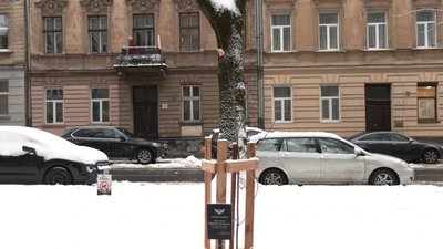 Клен на честь Миколи Забавчука Клен на честь Миколи Забавчука
