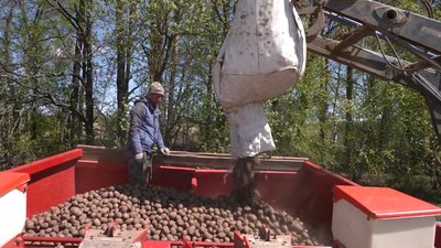 «Золота картопля»: на Чернігівщині майже втричі зросли витрати на висадку картоплі «Золота картопля»: на Чернігівщині майже втричі зросли витрати на висадку картоплі