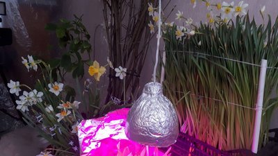 75-річний кропивничанин виростив у квартирі два кущі бузку, нарциси та конвалії