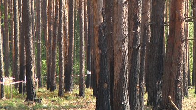 Лісівники Житомирщини відновлюють лісові насадження, пошкоджені лісовими пожежами Лісівники Житомирщини відновлюють лісові насадження, пошкоджені лісовими пожежами