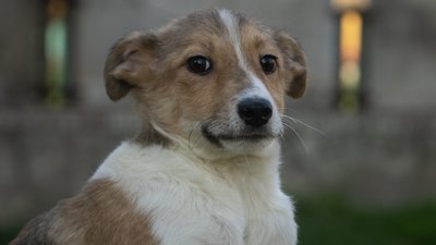 "Місто без бродячих собак". У Миколаєві відбудеться Dog-market: що відомо "Місто без бродячих собак". У Миколаєві відбудеться Dog-market: що відомо