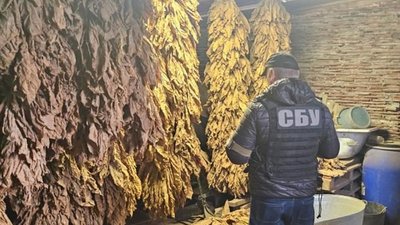 Виробництво тютюну на Тернопільщині