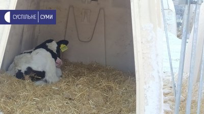 Навчатимуть молочного тваринництва. На Сумщині відкрили центр дуальної освіти Навчатимуть молочного тваринництва. На Сумщині відкрили центр дуальної освіти