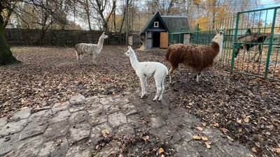 У Луцькому зоопарку готуються до зими: скільки грошей треба У Луцькому зоопарку готуються до зими: скільки грошей треба